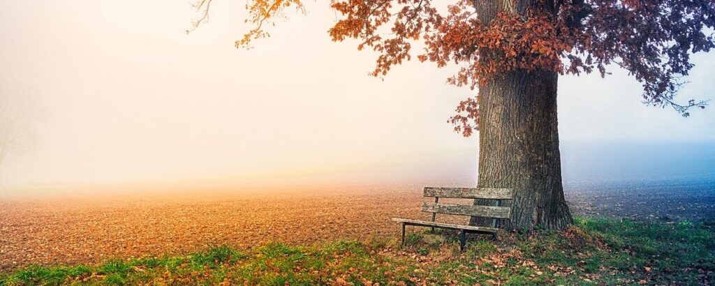 tree, park bench, autumn-6792528.jpg